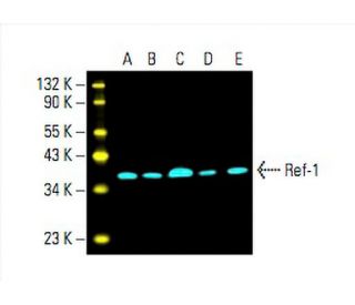 Ref-1 Antibody (C-4) - Western Blotting - Image 393981 