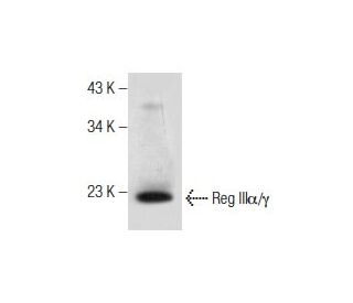 Reg III&alpha;/&gamma; Antibody (B-10) - Western Blotting - Image 260722 