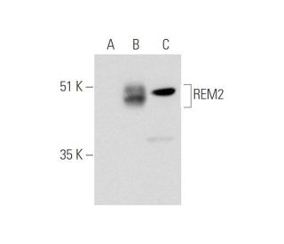 REM2 Antibody (C-11) - Western Blotting - Image 333681 