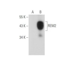 REM2 Antibody (D-12) - Western Blotting - Image 333478