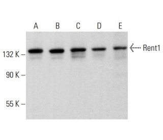 Rent1 Antibody (E-8) - Western Blotting - Image 381850 