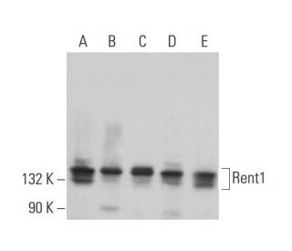 Rent1 Antibody (G-3) - Western Blotting - Image 381851 
