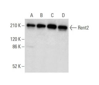 Rent2 Antibody (G-9) - Western Blotting - Image 309606 