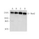 Rent2 Antibody (G-9) - Western Blotting - Image 309606 