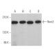Rent2 Antibody (G-9) - Western Blotting - Image 364481 