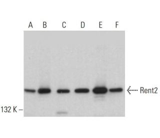Rent2 Antibody (H-4) - Western Blotting - Image 383986 