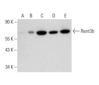Rent3b Antibody (D-1) - Western Blotting - Image 324754 