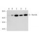 Rent3b Antibody (D-1) - Western Blotting - Image 324754 