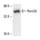 Rent3b Antibody (D-1) - Western Blotting - Image 411234 