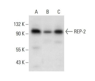 REP-2 Antibody (E-4) - Western Blotting - Image 306551 