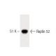 Reptin 52 Antibody (42) - Western Blotting - Image 60432 