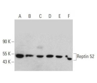 Reptin 52 Antibody (B-9) - Western Blotting - Image 358574 