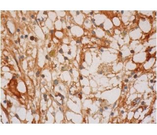 resistin Antibody (C-10) - Immunohistochemistry - Image 286302 