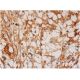 resistin Antibody (C-10) - Immunohistochemistry - Image 286302 