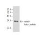 resistin Antibody (C-10) - Western Blotting - Image 155288