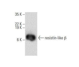 resistin-like &beta; Antibody (H-8) - Western Blotting - Image 309508