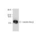 resistin-like β Antibody (H-8) - Western Blotting - Image 309508