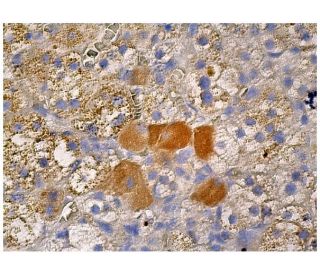 Ret Antibody (C-3) - Immunohistochemistry - Image 263031 