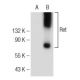 Ret Antibody (C-3) - Western Blotting - Image 146379