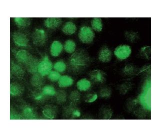Retinal RX Antibody (G-12) - Immunofluorescence - Image 142823 