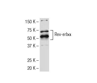Rev-erb&alpha; Antibody (RS-14) - Western Blotting - Image 34280Each CRISPR/Cas9 Knockout (KO) Plasmid product consists of a pool of 3 plasmids designed to ensure identification and cleavage of a specific gene for maximum knockout efficiency. Each plasmid encodes a unique 20 nt sequence derived from the GeCKO (v2) library. 