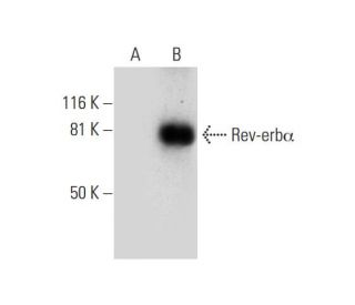 Rev-erb&alpha; Antibody (E-12) - Western Blotting - Image 292977Each CRISPR/Cas9 Knockout (KO) Plasmid product consists of a pool of 3 plasmids designed to ensure identification and cleavage of a specific gene for maximum knockout efficiency. Each plasmid encodes a unique 20 nt sequence derived from the GeCKO (v2) library. 