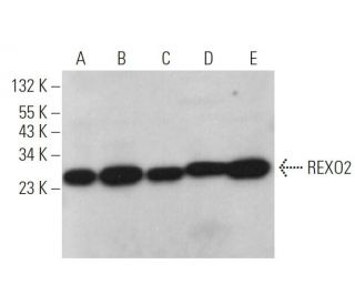 REXO2 Antibody (H-7) - Western Blotting - Image 370869 