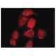 RFC1 Antibody (B-5) - Immunofluorescence - Image 137318 