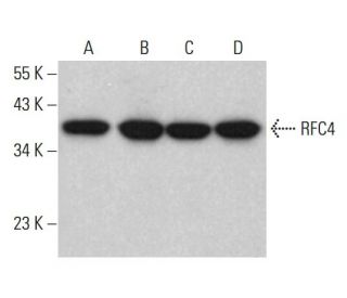 RFC4 Antibody (E-12) - Western Blotting - Image 384788