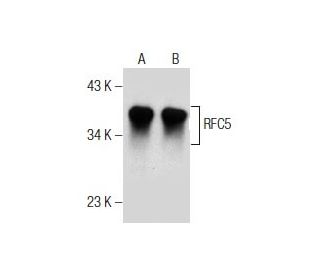 RFC5 Antibody (F-9) - Western Blotting - Image 156213 