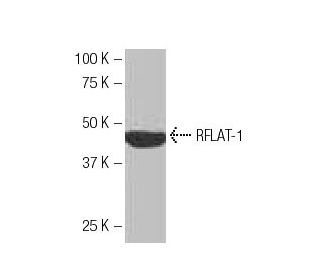 RFLAT-1 Antibody (IP-2) - Western Blotting - Image 53954