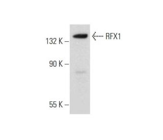RFX1 Antibody (D-3) - Western Blotting - Image 333413 
