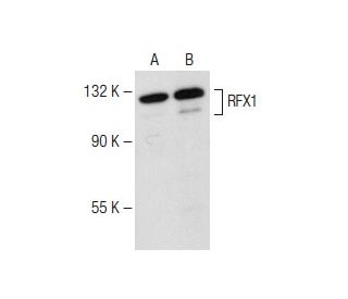 RFX1 Antibody (F-6) - Western Blotting - Image 149629 