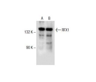 RFX1 Antibody (H-2) - Western Blotting - Image 153712 
