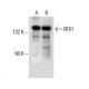 RFX1 Antibody (H-2) - Western Blotting - Image 153712 