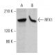 RFX1 Antibody (H-2) - Western Blotting - Image 364847