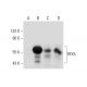 RFX5 Antibody (A-10) - Western Blotting - Image 136229