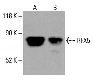 RFX5 Antibody (C-3) - Western Blotting - Image 414110 