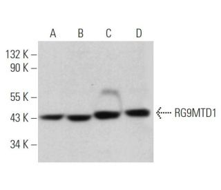 RG9MTD1 Antibody (A-8) - Western Blotting - Image 373447 