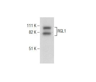 RGL1 Antibody (G-2) - Western Blotting - Image 281872
