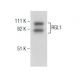 RGL1 Antibody (G-2) - Western Blotting - Image 281872
