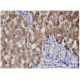 RGMc Antibody (1C12) - Immunohistochemistry - Image 346155 