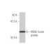 RGMc Antibody (1C12) - Western Blotting - Image 350341