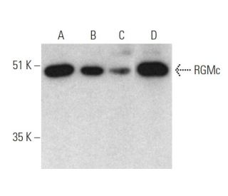 RGMc Antibody (C20) - Western Blotting - Image 374576