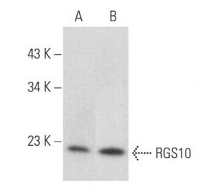 RGS10 Antibody (A-8) - Western Blotting - Image 357211 