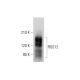 RGS12 Antibody (G-4) - Western Blotting - Image 318029 