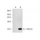 RGS16 Antibody (F-9) - Western Blotting - Image 301337