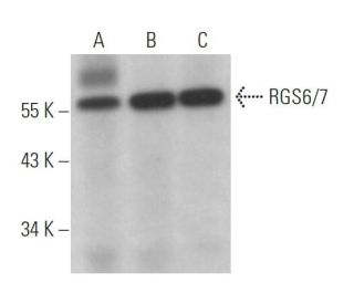 RGS6/7 Antibody (B-10) - Western Blotting - Image 366718 