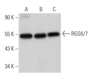 RGS6/7 Antibody (F-10) - Western Blotting - Image 366712 