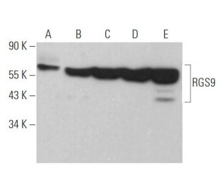 RGS9 Antibody (C-8) - Western Blotting - Image 372932 